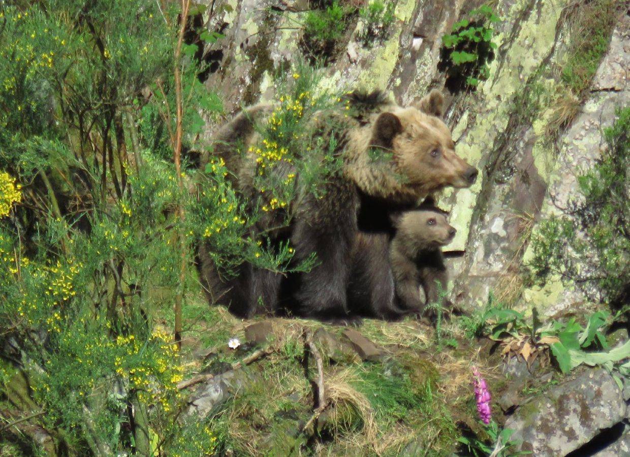 avistamiento de osos salvajes en asturias